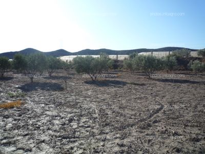 Finca de olivos