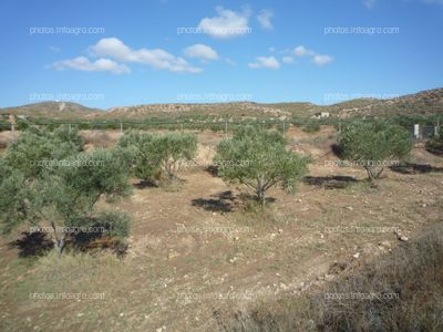 Olivos en campo abierto