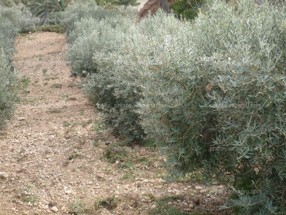 Distancia entre olivos