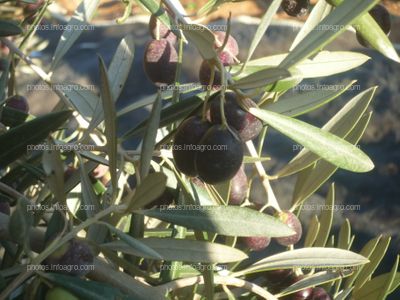 Aceitunas en formación