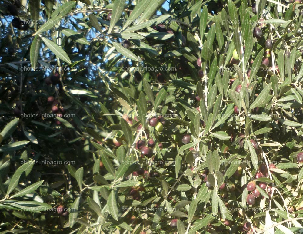 Producción de aceitunas