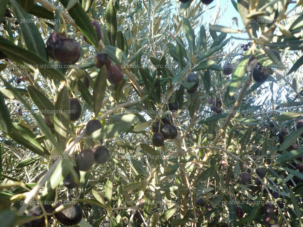 Aceitunas maduras en olivar