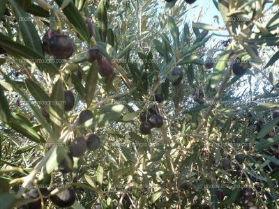 Aceitunas maduras en olivar