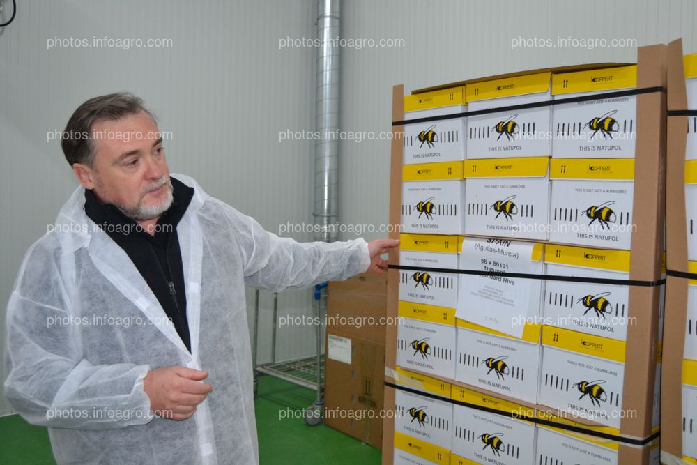 José Sáez, director de producción de Koppert España, mostrando las colmenas de Koppert para cultivos protegidos