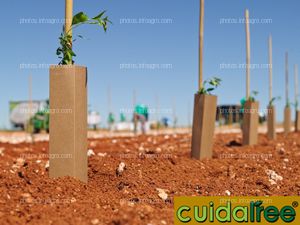 Cuidatree Protectores Ecológicos para árboles y plantas