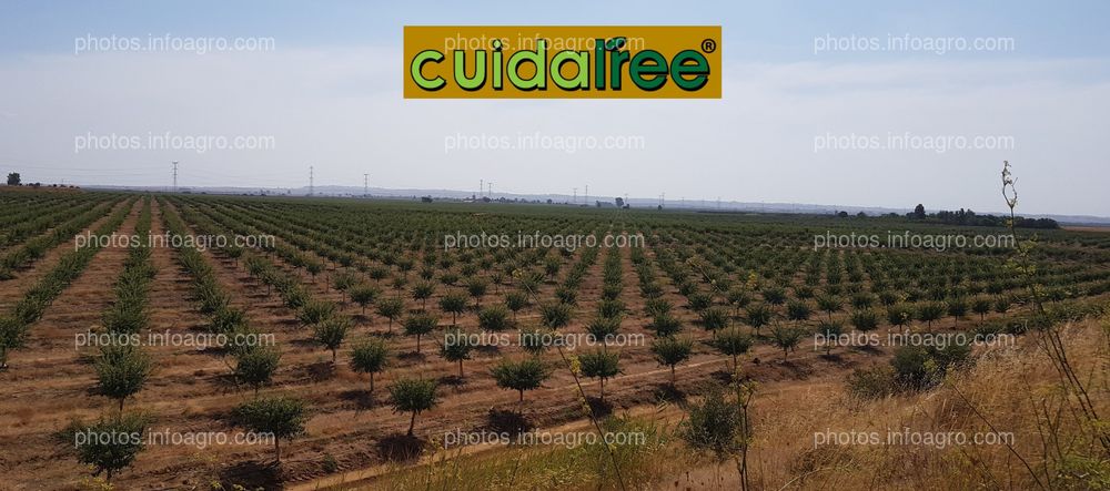 Finca en Brenes (Sevilla) con nuestros protectores Cuidatree