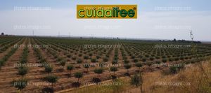 Finca en Brenes (Sevilla) con nuestros protectores Cuidatree