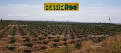 Finca en Brenes (Sevilla) con nuestros protectores Cuidatree