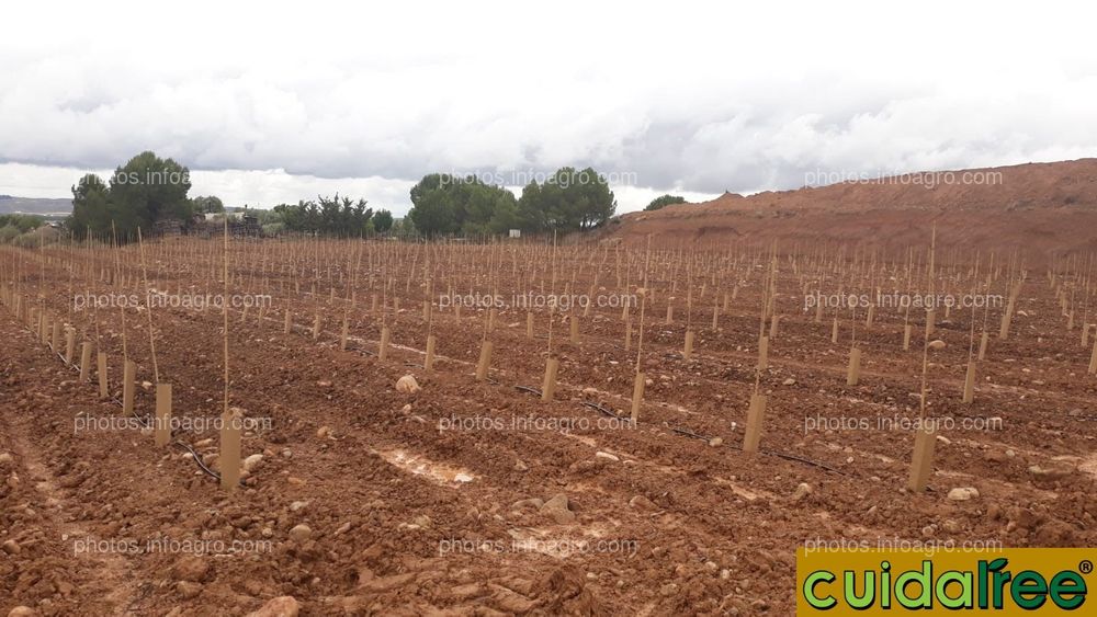 Plantación de oliveras protector 50x14