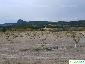 Finca con Cuidatree de Agrícola la Ponderosa