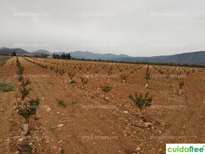 Plantación de Frutales en Barranda