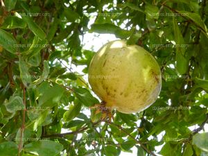 Fruto de granada inmaduro