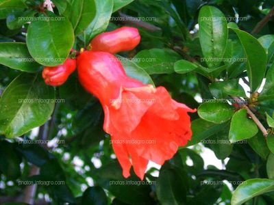 Flor de granada