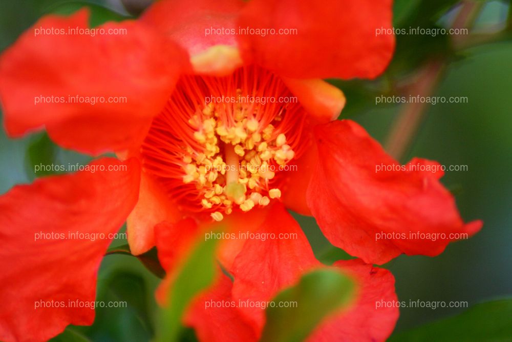 Flor de planta de granado