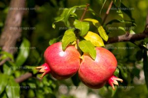 Frutos de granada en rama