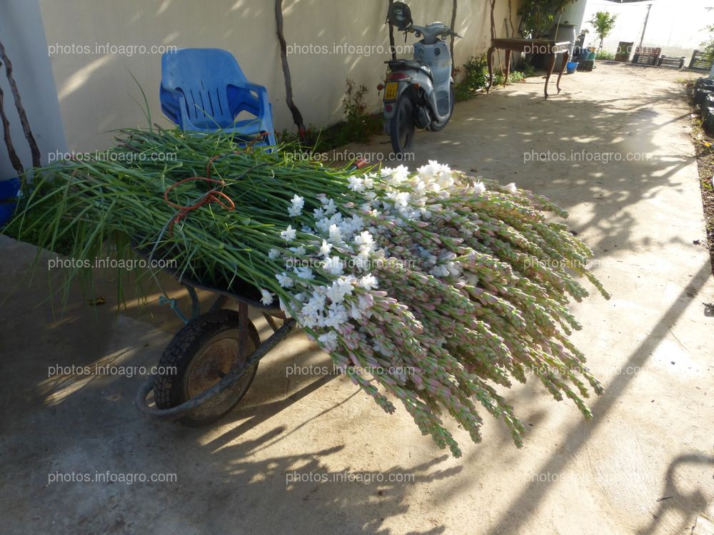 Collecting tuberose - Infoagro