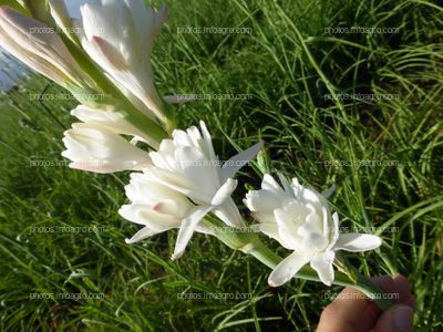 Espiga con flores de nardo