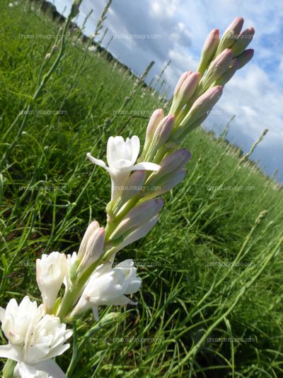 Flores de vara de San José