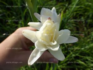 Flor de espinacardo