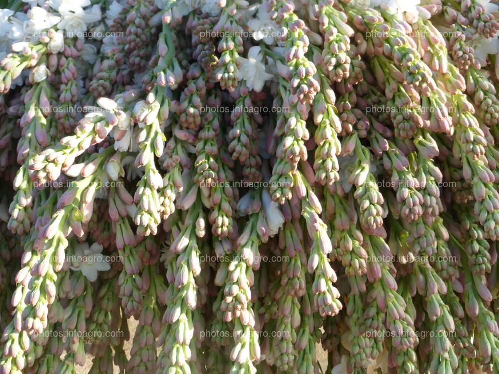 Flores de tuberosa