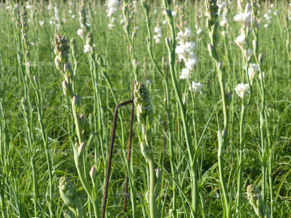 Varas de San José en campo