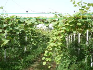 Planta de kiwi