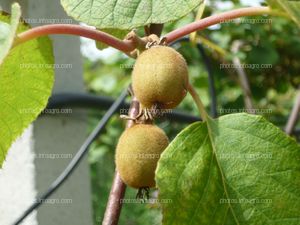 Frutos de kiwi