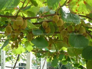 Actinidia deliciosa L.