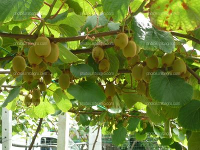 Actinidia deliciosa L.