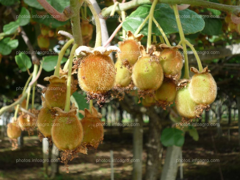 Frutos en planta kiwi