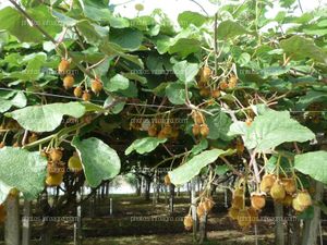 Plantación de kiwi