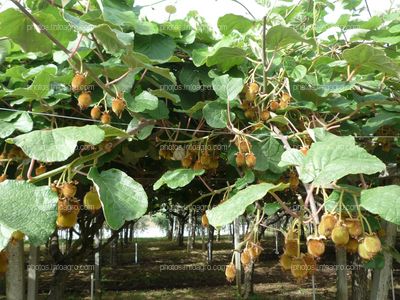 Plantación de kiwi