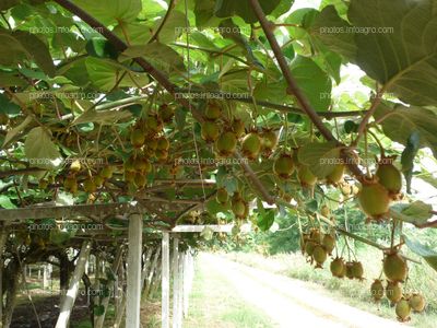 Plantación de actinidia