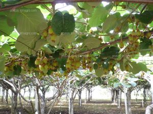 Actinidia deliciosa en campo