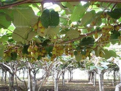 Actinidia deliciosa en campo