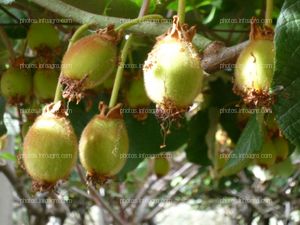 Desarrollo de kiwi