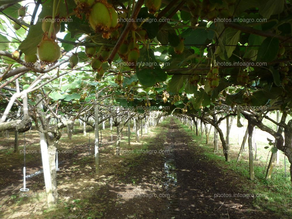 Plantas de kiwi en campo abierto