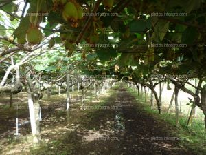 Plantas de kiwi en campo abierto