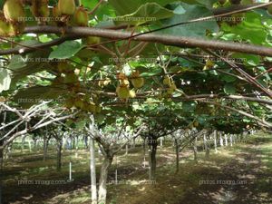 Farolillo chino en campo