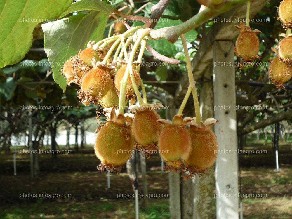 Frutos de grosellero de la china