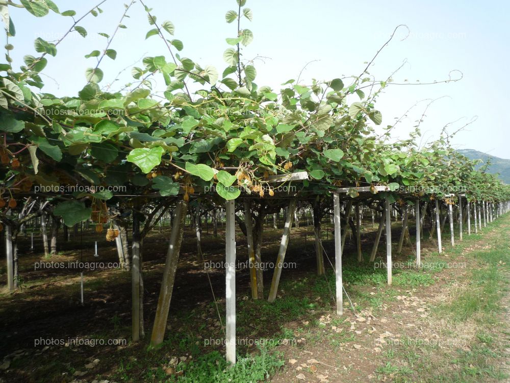 Marco de plantación de kiwi