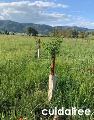 Cuidatree con Todoalmendro