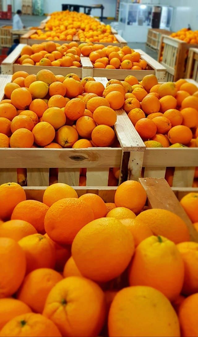 Naranja Marruecos
