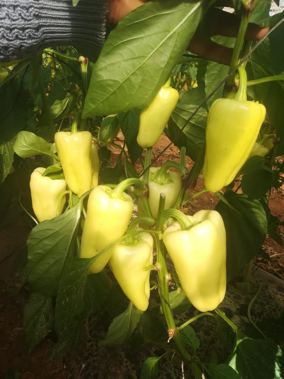 Pimiento Corno Blanco Marruecos