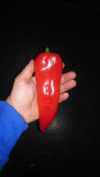 Pimiento Rojo Kapia Marruecos