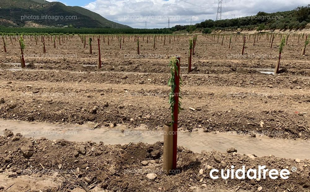 Plantación de almendros en Granada