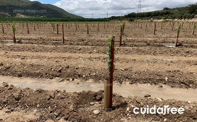 Plantación de almendros en Granada