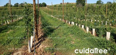 Plantación de perales de la variedad Conference