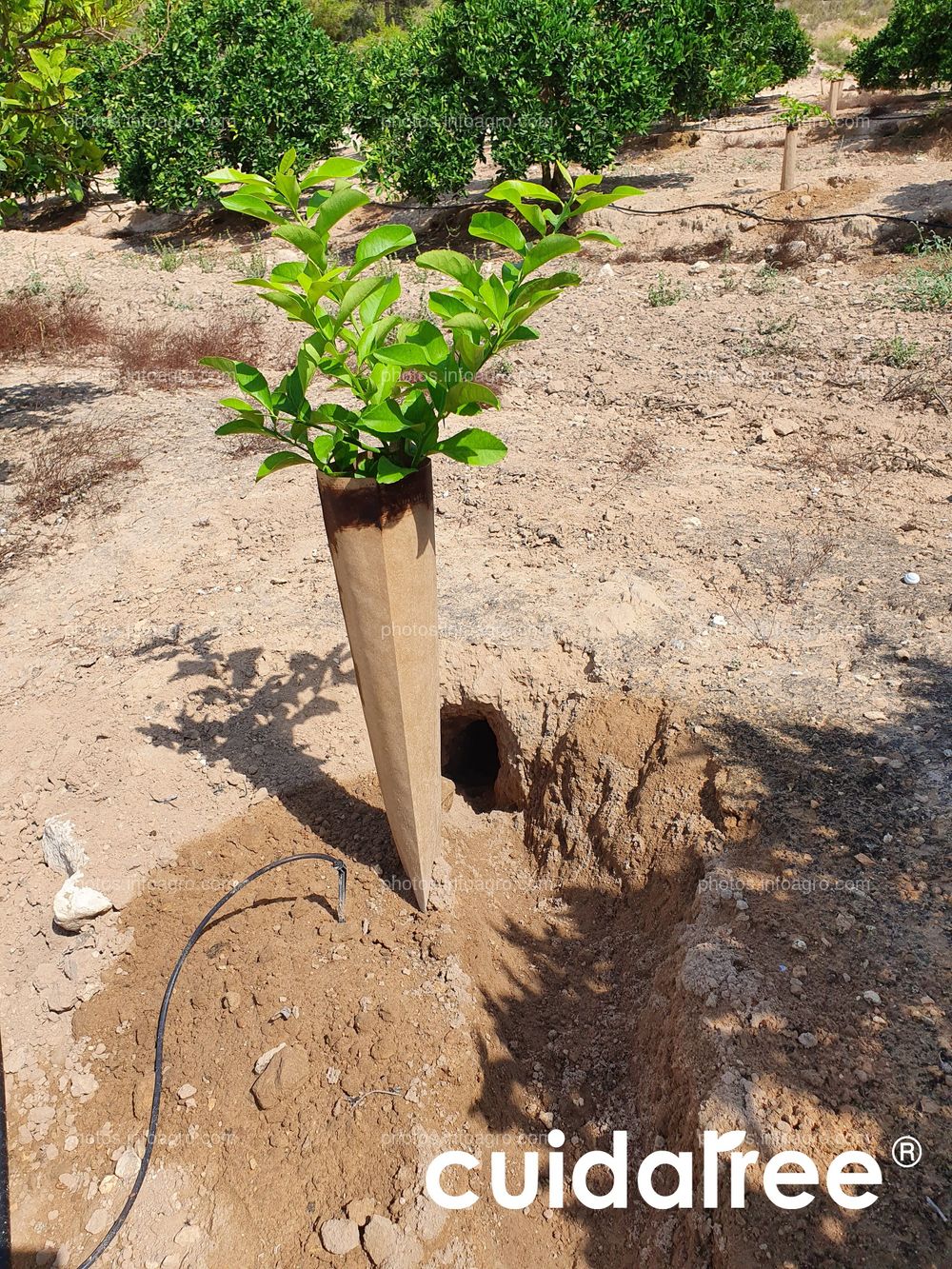 Cuidatree, apostando por la innovación y una Agricultura de Futuro 