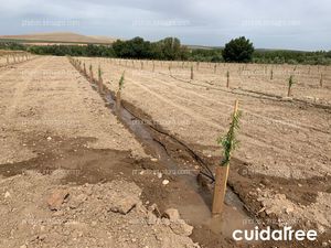 Plantación en Torreblascopedro provincia de Jaén
